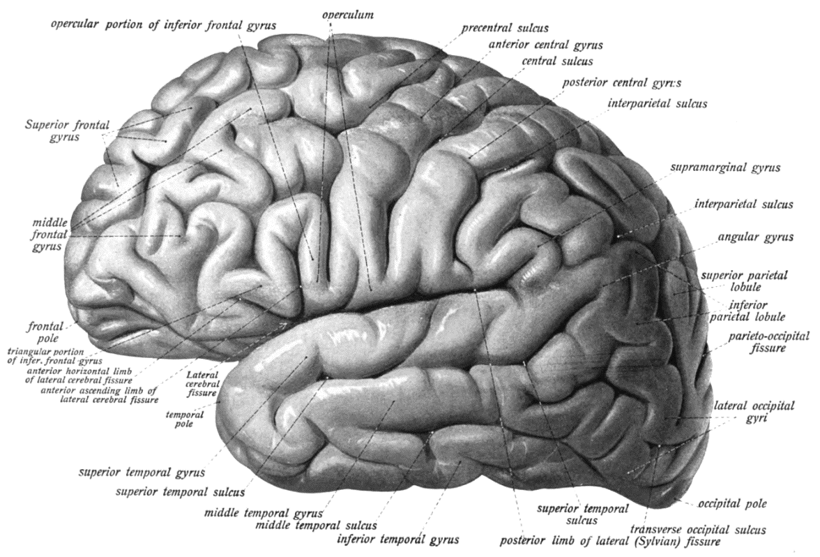 Brain lateral view — labeled anatomical illustration of left cerebral hemisphere showing all major gyri and sulci
