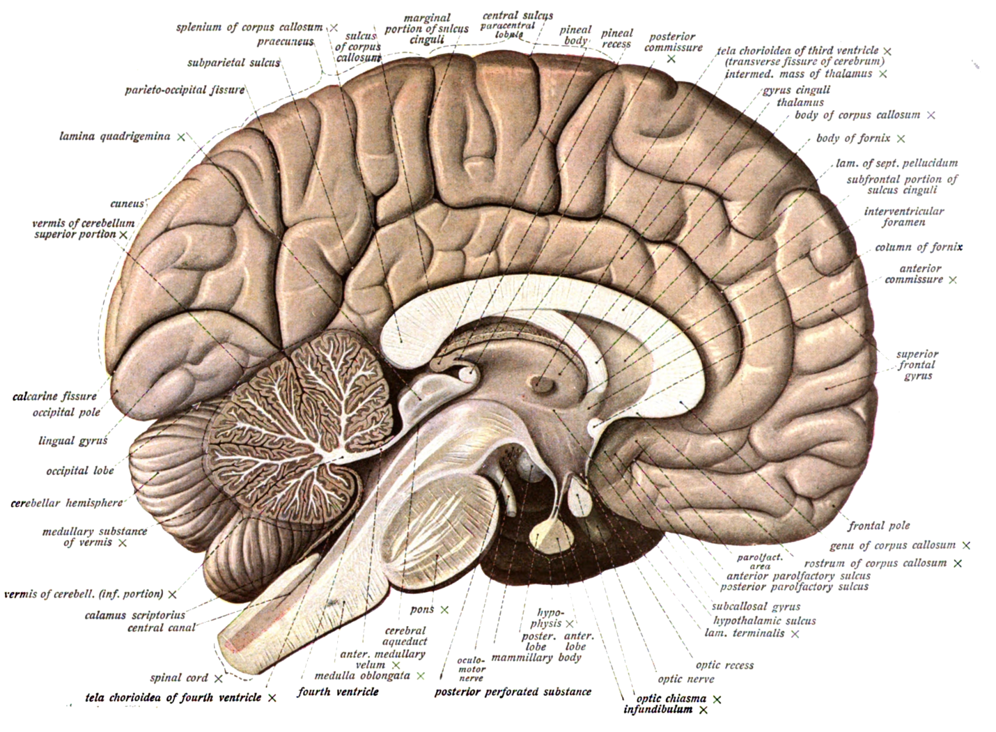 Brain medial sagittal section showing corpus callosum, thalamus, cerebellum, brainstem, and ventricles with labeled structures