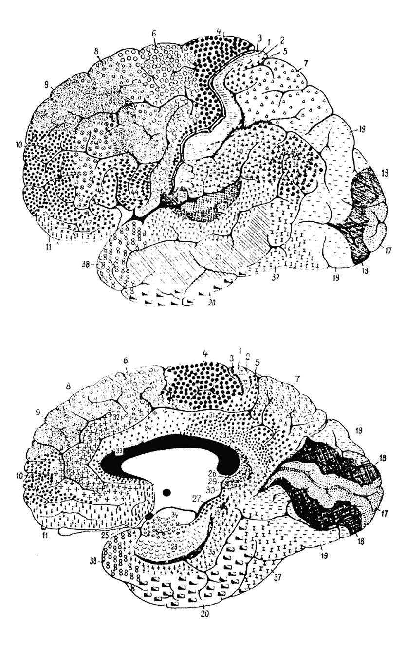 Brodmann areas — cytoarchitectonic map of the cerebral cortex showing lateral and medial views with numbered functional areas